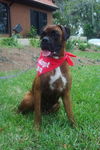 Cookie the Boxer