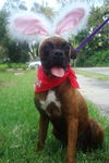 Cookie the Boxer