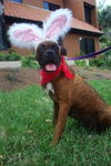 Cookie the Boxer