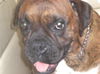 Cookie the Boxer