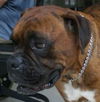 Cookie the Boxer