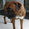 Cookie the Boxer