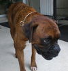 Cookie the Boxer