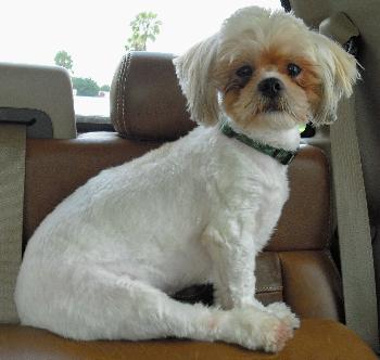 Sean the Shih Tzu