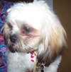 Sean the Shih Tzu