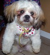 Sean the Shih Tzu