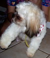 Sean the Shih Tzu