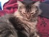 Sophia the Maine Coon Mix
