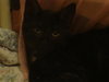 Cliff the Super Loving Kitten