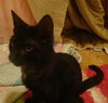 Cliff the Super Loving Kitten