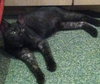 Cliff the Super Loving Kitten