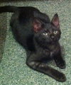 Cliff the Super Loving Kitten