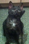 Cliff the Super Loving Kitten