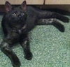 Cliff the Super Loving Kitten