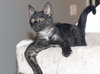 Cliff the Super Loving Kitten