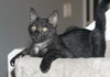 Cliff the Super Loving Kitten