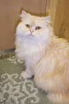 Furby~Declawed