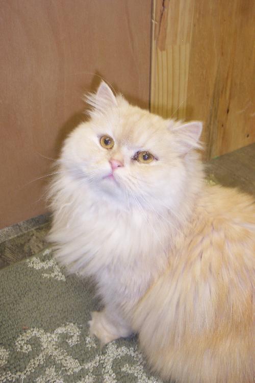 Furby~Declawed