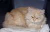 Furby~Declawed