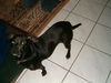 Prancer the Big Chihuahua