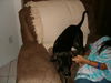 Prancer the Big Chihuahua