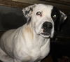 Striper the Pointer/Lab Mix