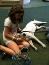 Striper the Pointer/Lab Mix