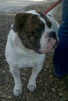 Frankie the Irresistible English Bulldog