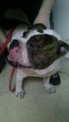 Frankie the Irresistible English Bulldog
