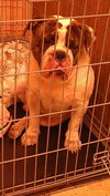 Frankie the Irresistible English Bulldog