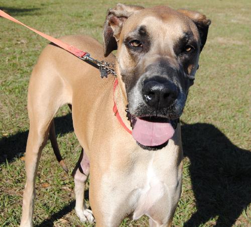 Simon the Great Dane