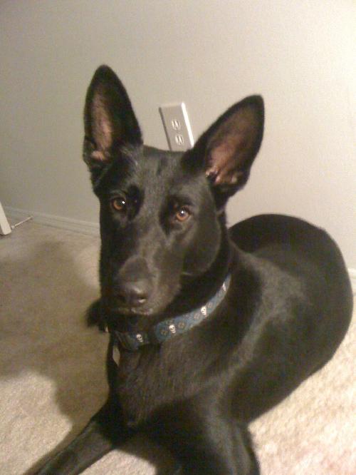 Clio the German Shepherd