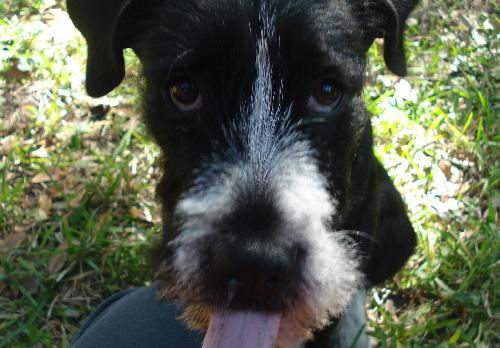 Waldo the Wirehair Puppy