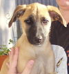 Bella the Hound Puppy