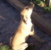 Bella the Hound Puppy