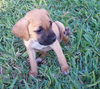 Honey the Hound Puppy