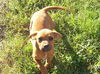 Honey the Hound Puppy