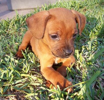 Peanut the Hound Puppy