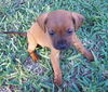 Peanut the Hound Puppy