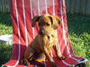 Peanut the Hound Puppy