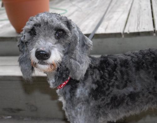 Duke the Poodle Mix