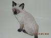 Solo the Siamese Kitten
