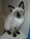 Solo the Siamese Kitten
