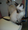 Solo the Siamese Kitten