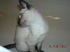 Solo the Siamese Kitten