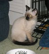 Mylo the Siamese Kitten