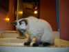 Mylo the Siamese Kitten