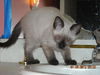 Mylo the Siamese Kitten