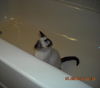 Mylo the Siamese Kitten