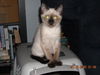 Halo the Siamese Kitten